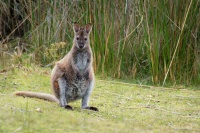 Klokan rudokrky - Macropus rufogriseus - Bennetts wallaby 5489